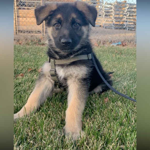 Meet your Posher, Hailey - Picture 16 of 16